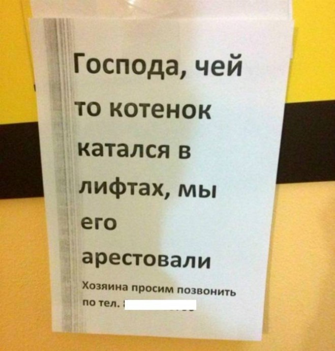 Коты настолько самодостаточны, что для них и про них уже сочиняют объявления