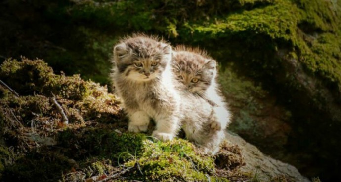 Манул — самая фотогеничная кошка в мире