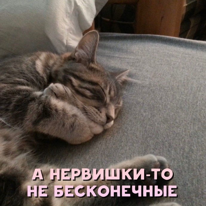 Совет от котика