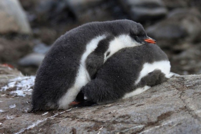Спящее царство пингвинов