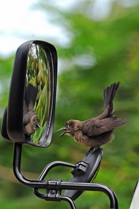 Спор с отражением в зеркале