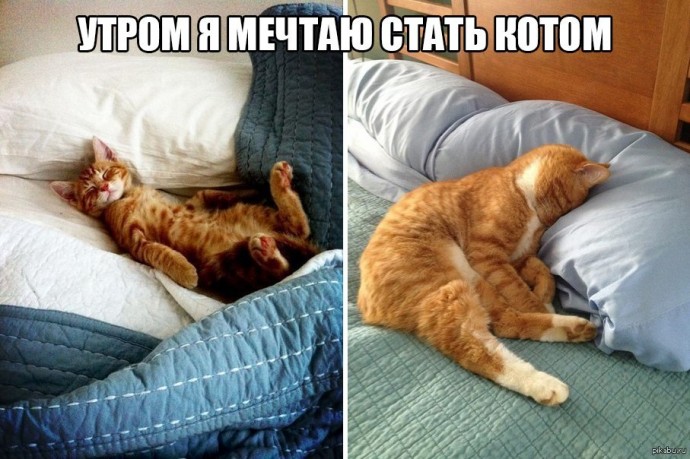 Утром я метаю стать котом