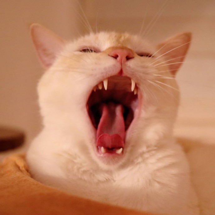 Бывает что хочешь зевнуть, а не получается. Этот котик поможет вам.