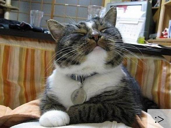 Фото эмоциональных котов, глядя на которые начинаешь смеяться.