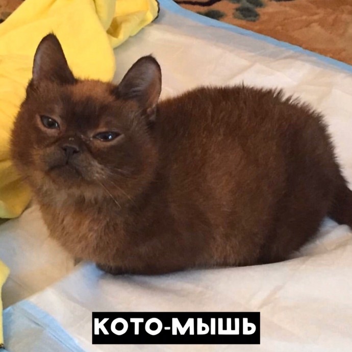 Виды котов