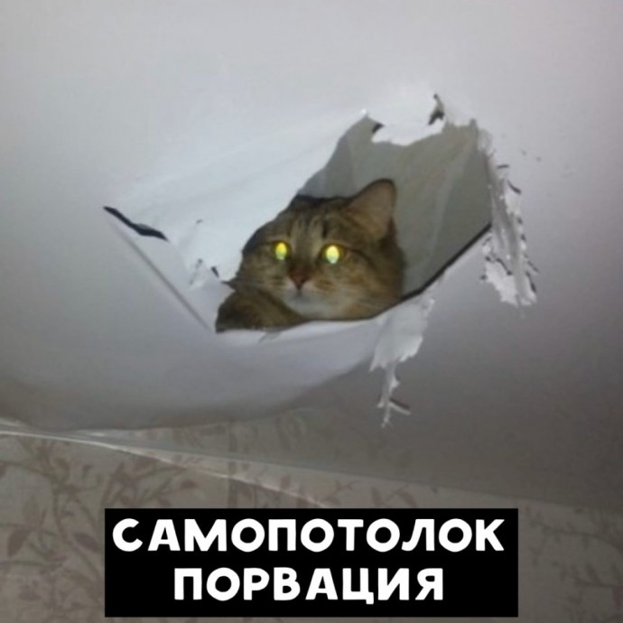 Когда коты в теме