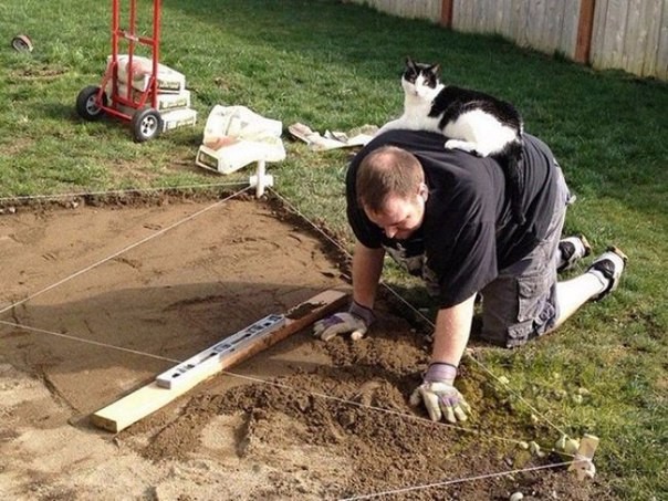 Коты - это инспекторы и инженеры Личного Пространства