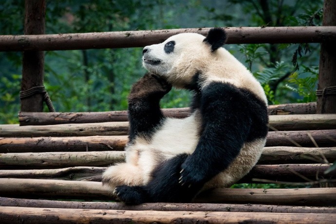 Скучающие, задумчивые, забавные панды