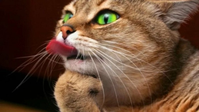 7 забавных фото котов, которые "дразнят" людей