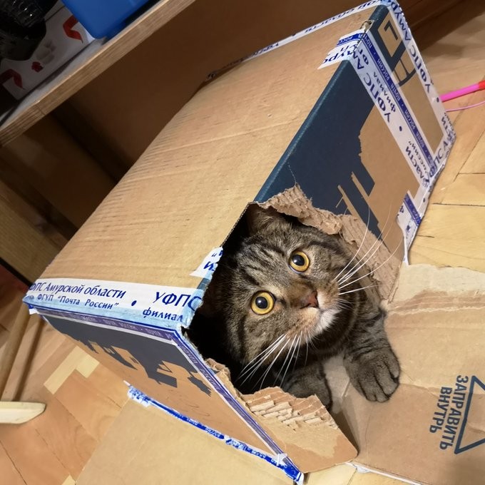 Коробки созданы специально для котов