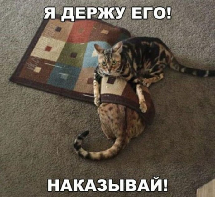 Котопост