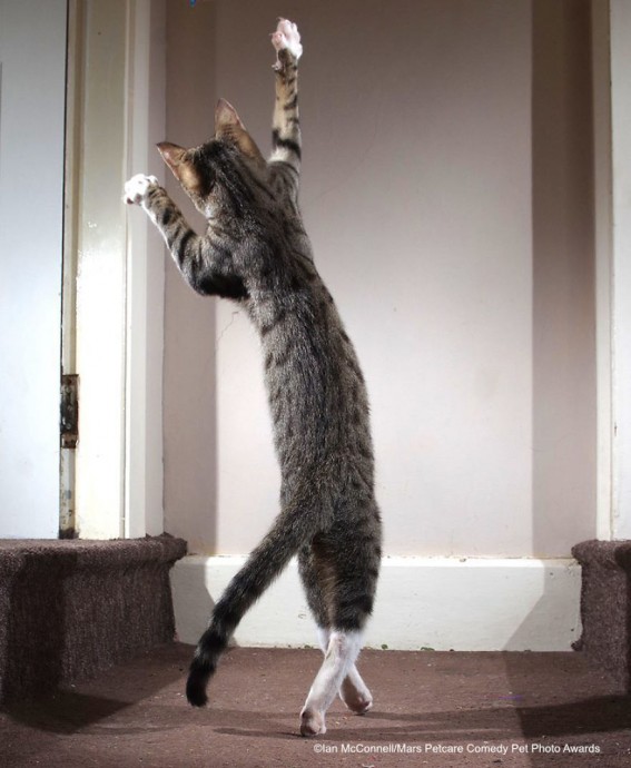Работы финалистов конкурса "The Mars Petcare Comedy Pet Photo Awards 2020" Работы финалистов конкурса "The Mars Petcare Comedy Pet Photo Awards 2020"