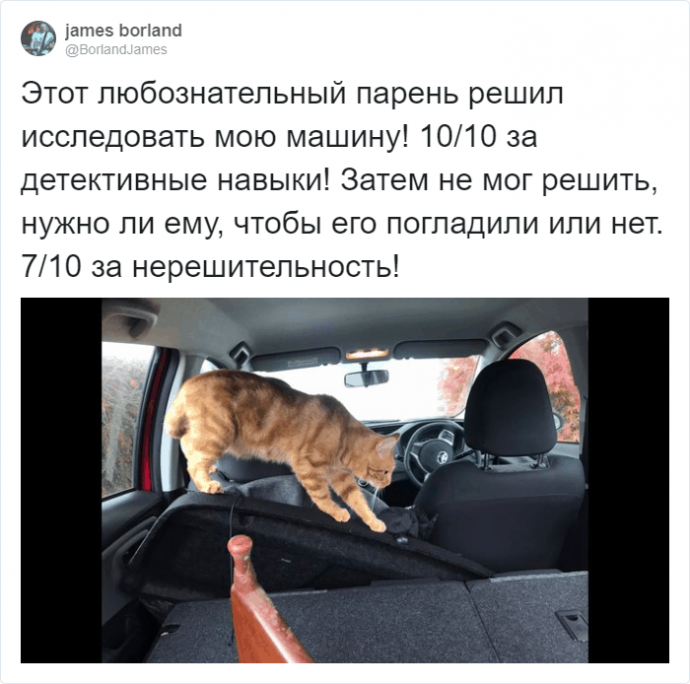 Рецензии на котов