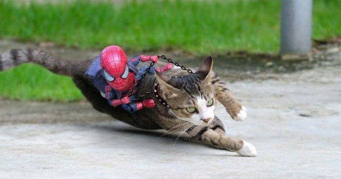 Смешные приключения Человека-паука в стране кошек