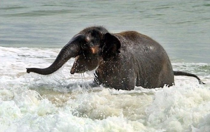 Когда я попаду на море, то буду радоваться как слон!