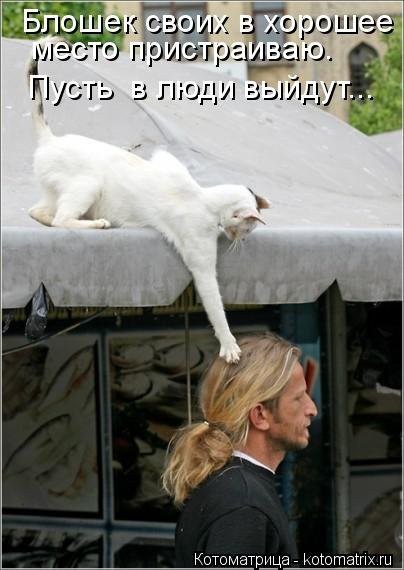 Котоматрица