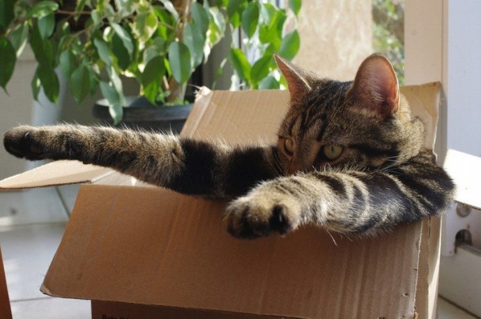 Коты любят коробки, потому что те похожи на капсулы, в которых они были спущены на Землю. Коты любят коробки, потому что те похожи на капсулы, в которых они были спущены на Землю.