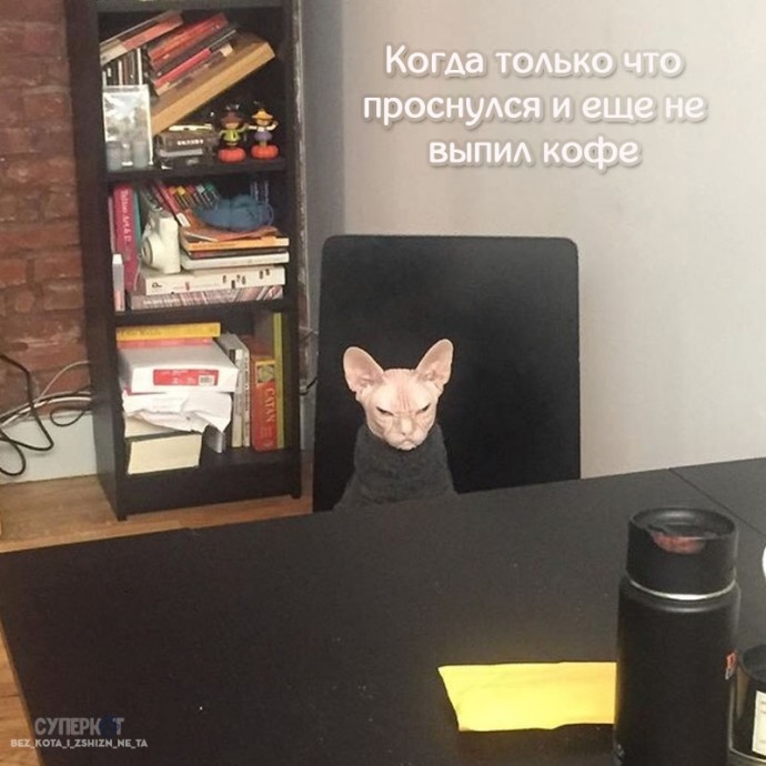 Котики похожи на нас больше, чем кажется!