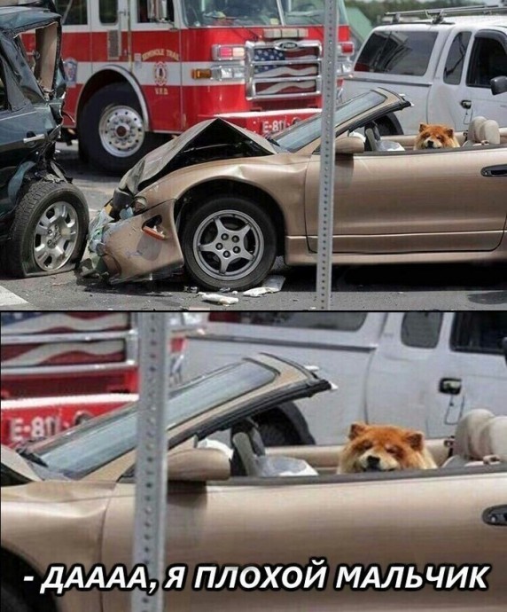 Собаки в машинах