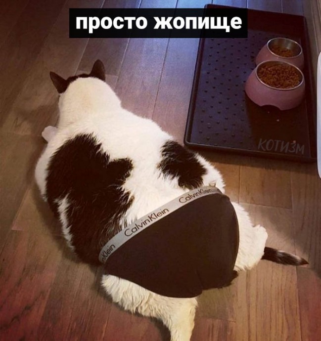 Виды котячьих зёпок