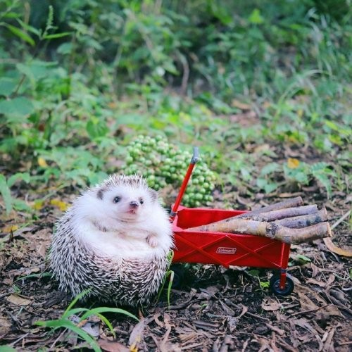 Не каждый может променять уютный дом на палатку, отправившись отдыхать на природу! Не каждый может променять уютный дом на палатку, отправившись отдыхать на природу!