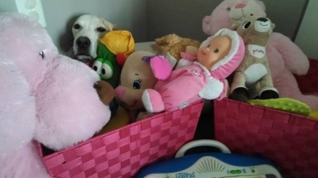 Не учите их правилам поведения, потому что они всё равно вас не послушаются Не учите их правилам поведения, потому что они всё равно вас не послушаются