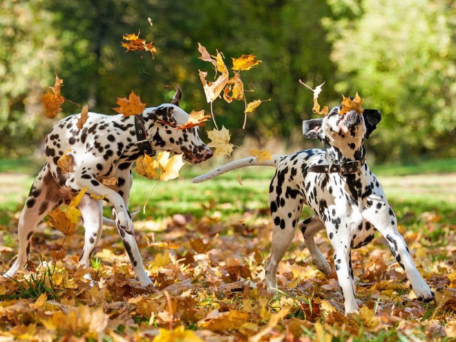 Осень — самое весёлое время для собак.