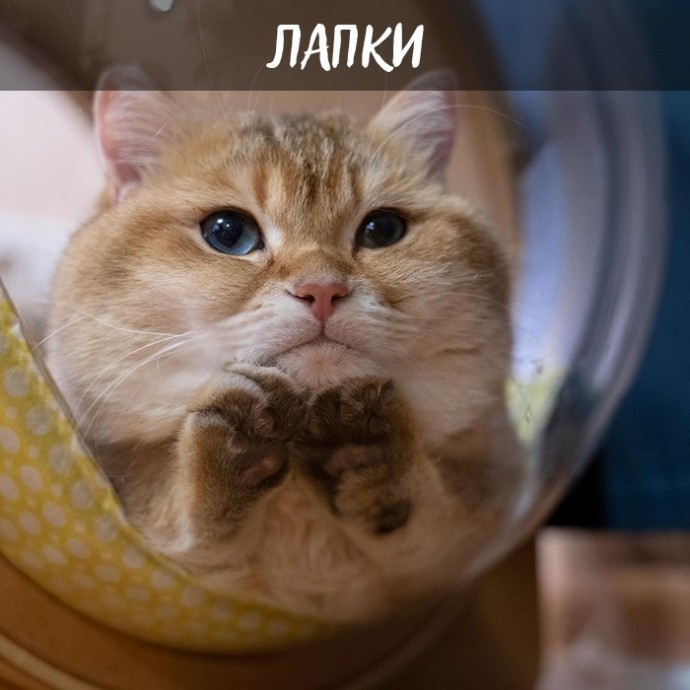 Плюсы быть котом