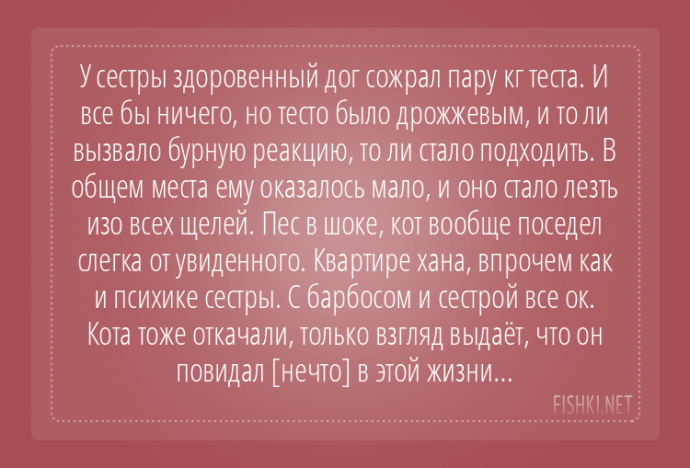 Пользователи интернета поделились забавными историями, которые произошли с их собаками Пользователи интернета поделились забавными историями, которые произошли с их собаками