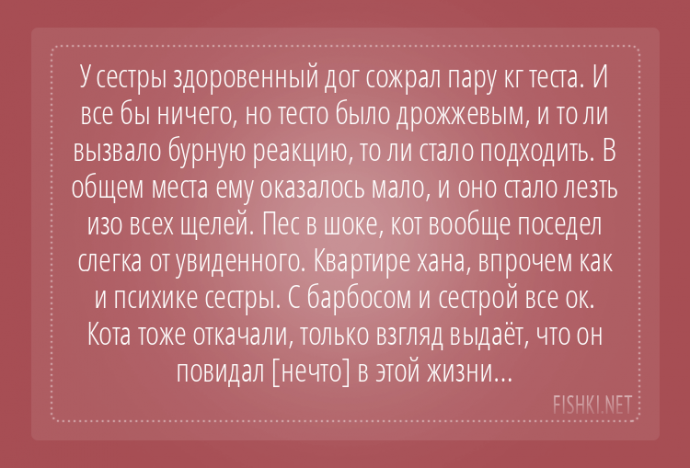 Пользователи интернета поделились забавными историями, которые произошли с их собаками