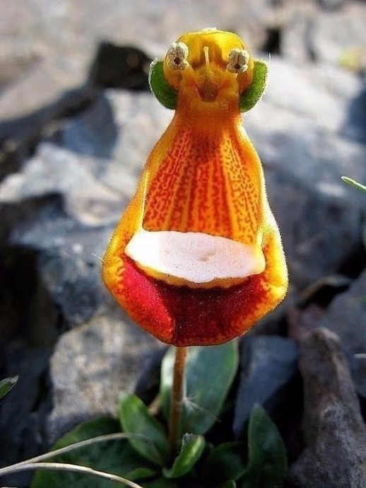 Вот такие забавные орхидеи