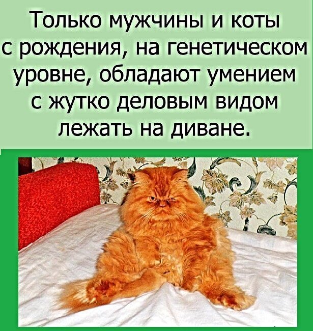 Котопост