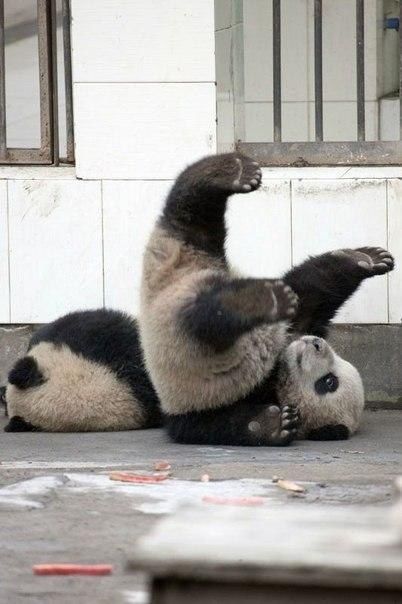 Операция панд по побегу из зоопарка дала сбой