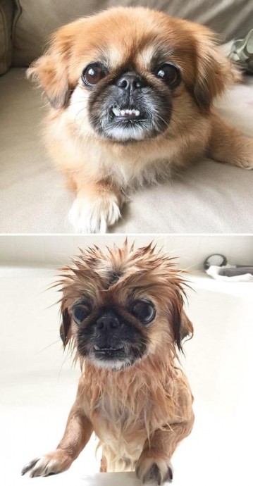 Пёсики до и после принятия ванны