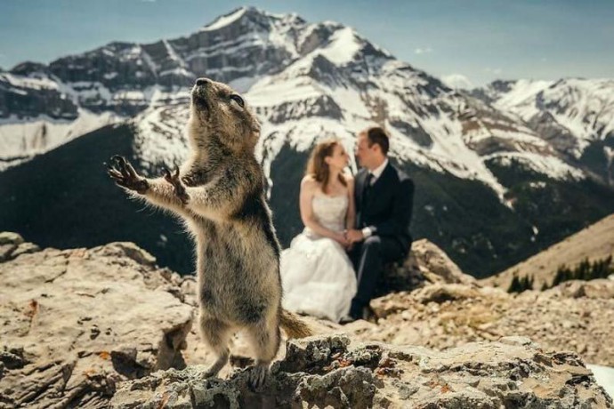 Смешная реакция медведя на фотосессию новобрачных в зоопарке