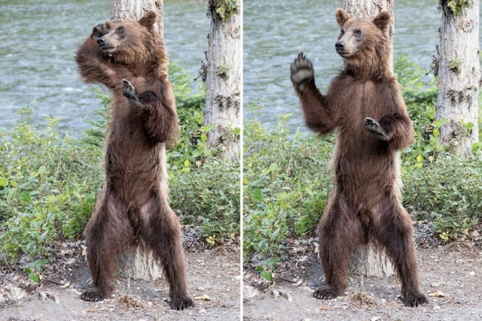 Зажигательный танец молодого медведя