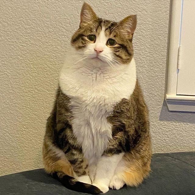 Когда не покормил котика