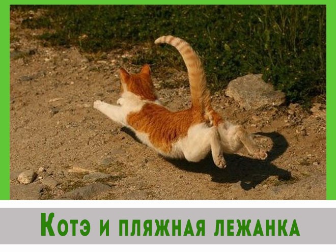 Котэ готовятся к съемкам в блокбастере.