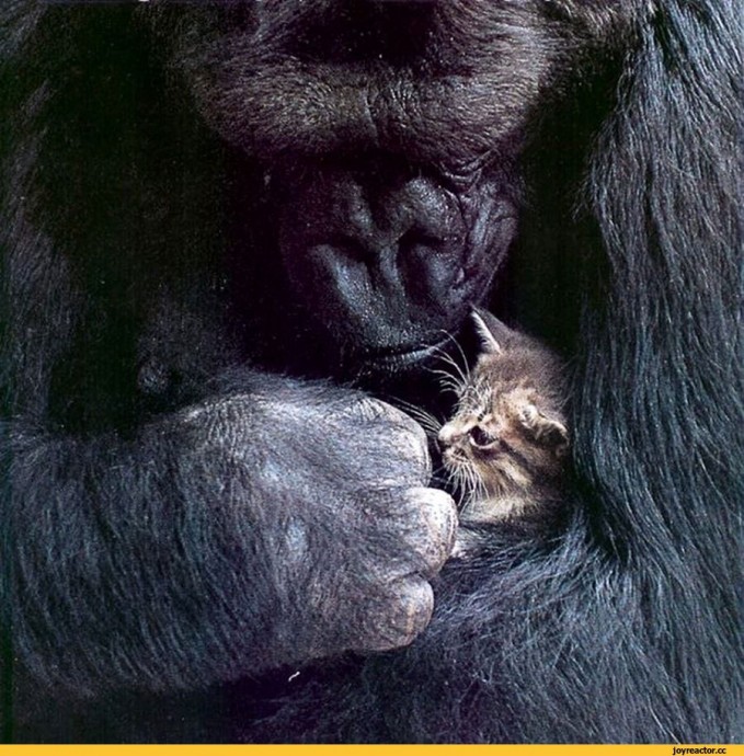 Котики+обезьяны = взаимопонимание