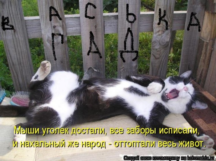 Коты на даче