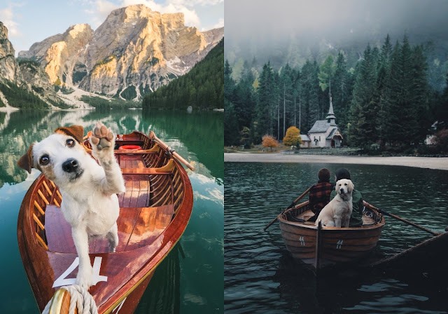 Собаки путешественники