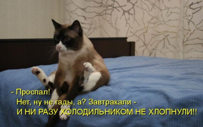 Котоматрицы дня