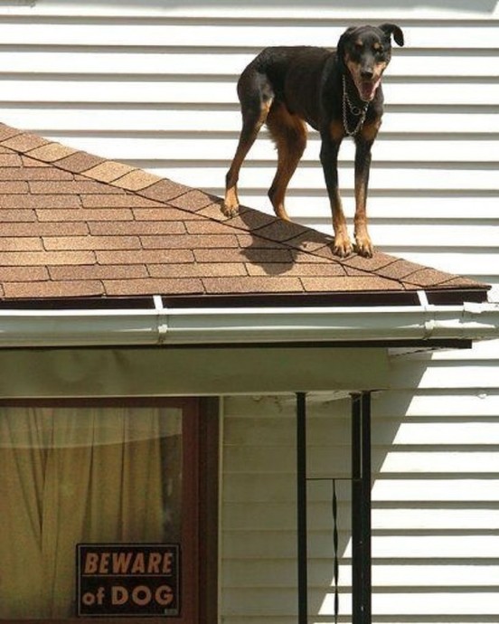 Собаки, которых поставили охранять дом, но они вообще без понятия как это делать