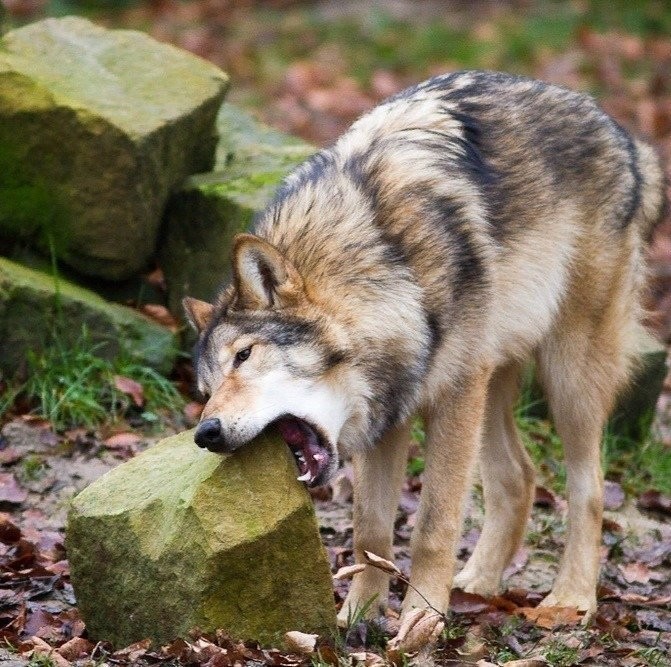 Волк - суровый хищник