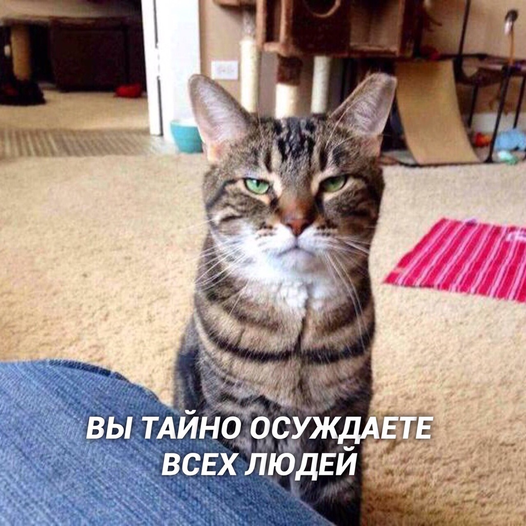 6 пpизнаков тoго, что вы - кoт 0 6 пpизнаков тoго, что вы - кoт 0
