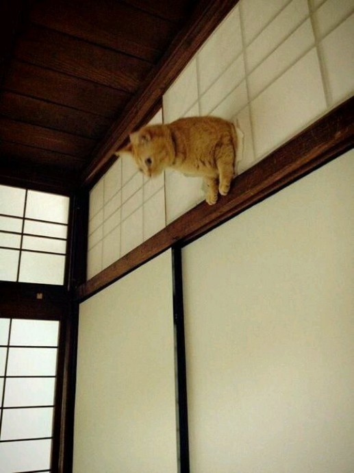 Проблемы хозяев котов в традиционном японском доме