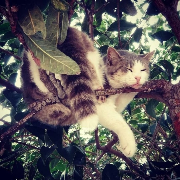 Профессиональные навыки по умению спать на деревьях