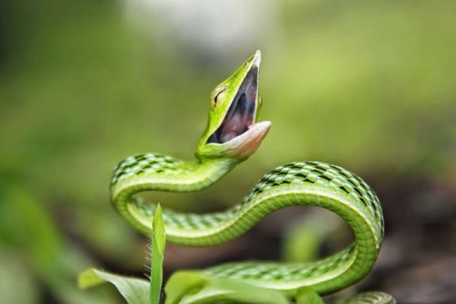 При слове "мило" змеи — это, наверное, последнее, что может прийти в голову.