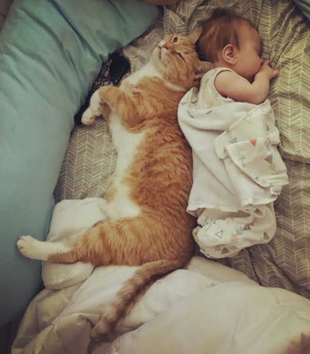 Так уютно спать можно только с котом.