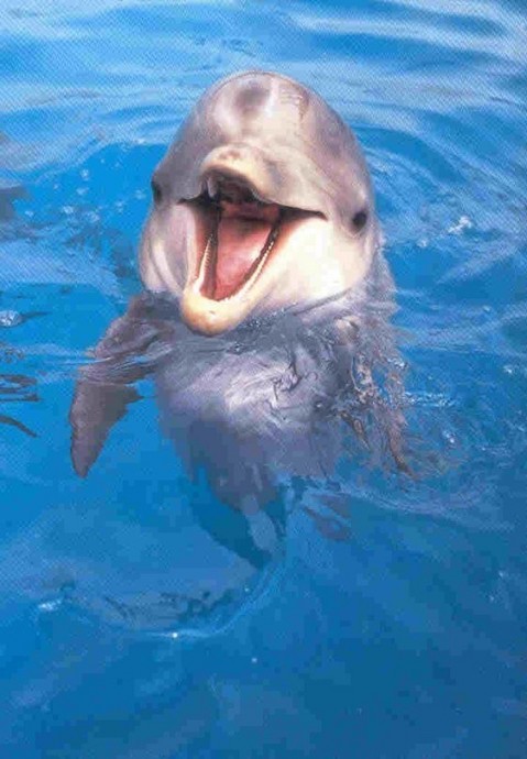 Такие улыбчивые дельфины.